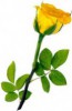 yellow rose